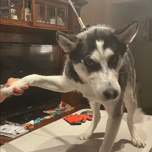 Meet your Posher, Jerry